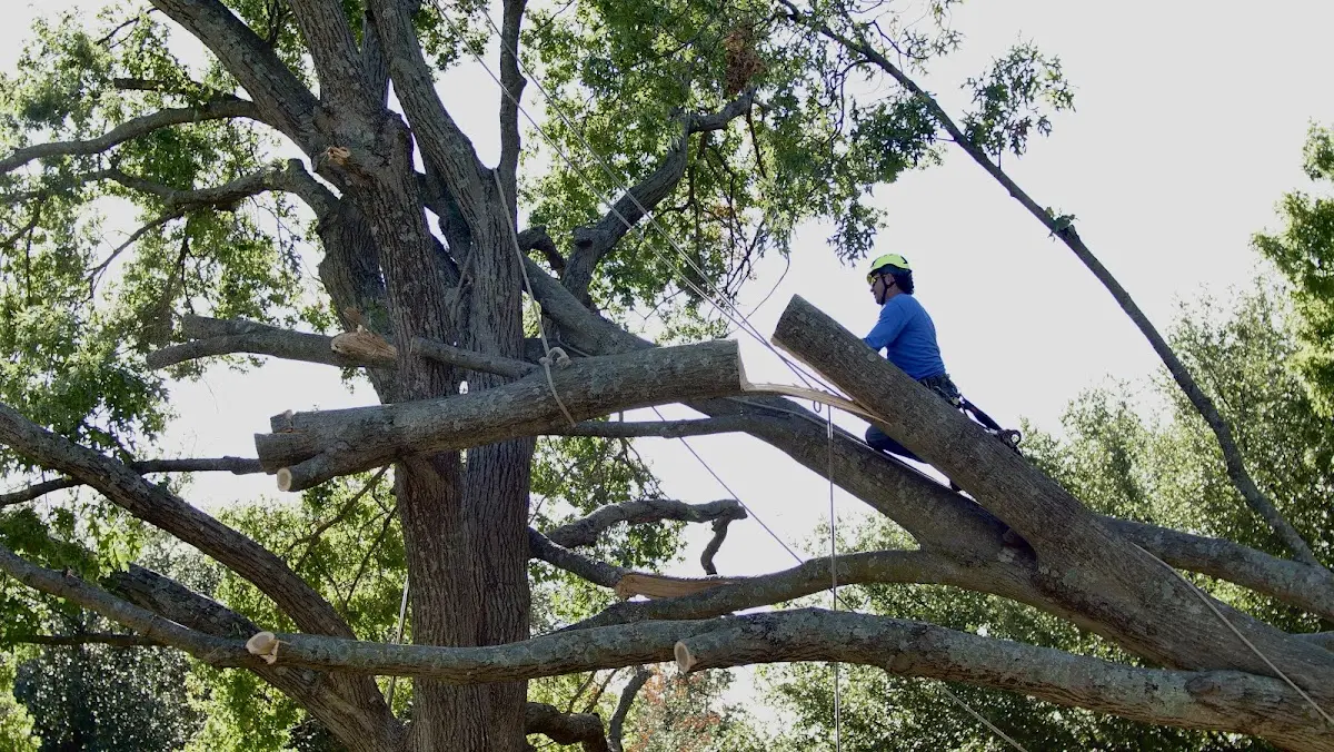 Professional Crown Thinning performed by certified arborists in Letart