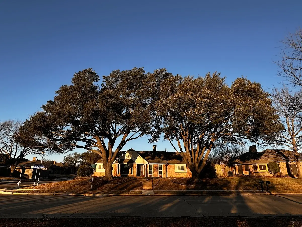 Established residential canopy tree shading a home in Letart